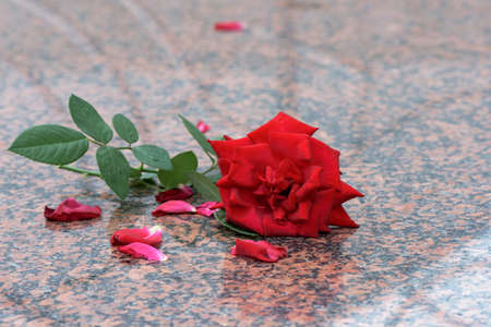 Romantic rose flower on granite rockの写真素材