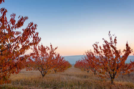 Autumn trees with red leaves landscape viewの写真素材