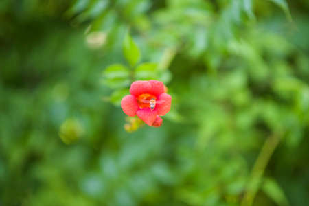 Honeybee flying on a bright red tulip flowerの写真素材