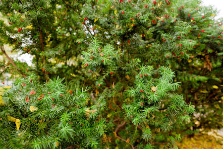 Green fir with red ornamentsの写真素材