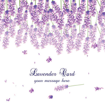 Lavender Card with flowers in watercolor paint style Vector. Gentle blossom floral bouquet. Vintage Label with lavender beautiful fragranceのイラスト素材