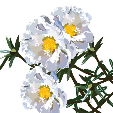 Beautiful Aster flower isolated on white Vector. Spring Summer Flower for greeting cards and invitations of wedding, birthday, mother's day and other seasonal holidayのイラスト素材