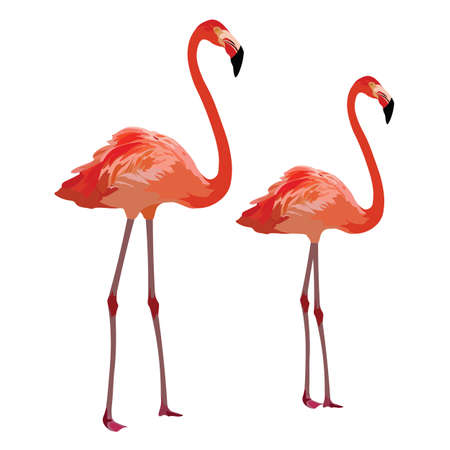 Flamingo birds Vector isolated on whiteのイラスト素材