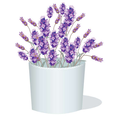 Lavender flowers in a white pot. Aromatic gift decor in watercolor paint style Vector. Gentle blossom floral bouquet. Vintage Label with lavender beautiful fragranceのイラスト素材