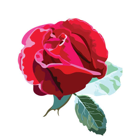 Delicate red rose flower isolated Vector. Vintage delicate flower blossom for wedding, marriage, bridal, birthday, Valentine's day. Romantic vector illustrationのイラスト素材