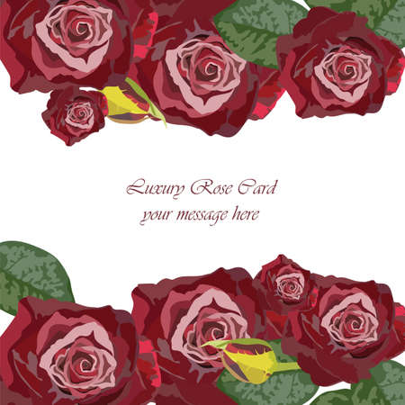 Watercolor Dark Red Rose card. Vector rose flower for background greeting cards and invitations of the wedding, birthday, Valentine's Day, Mother's Dayのイラスト素材