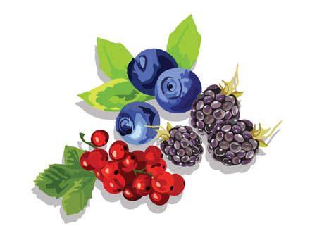 Blackberry, blueberry and cranberry fruit set Vector in Watercolor styleのイラスト素材