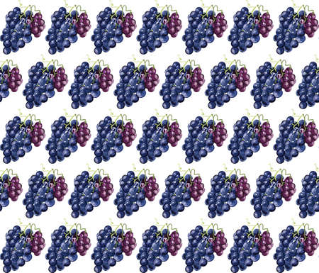 Grapes pattern Vector. Wine theme for book or cards cover. Wine texture illustration watercolor styleのイラスト素材