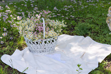 Vintage Frame and Flowers in a white basket outdoors. Summer green backgroundの写真素材