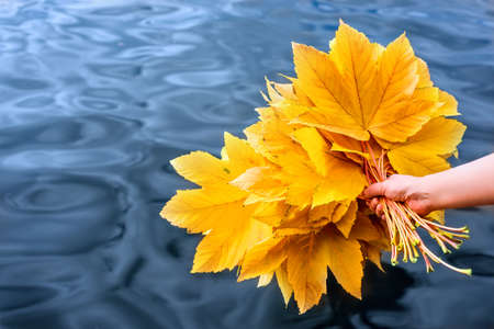 Colorful Autumn maple leaves bouquet on water backgroundの写真素材
