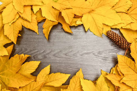 Autumn Yellow Maple leaves on black wooden board. Place for text. Vintage Fall backrgoundの写真素材