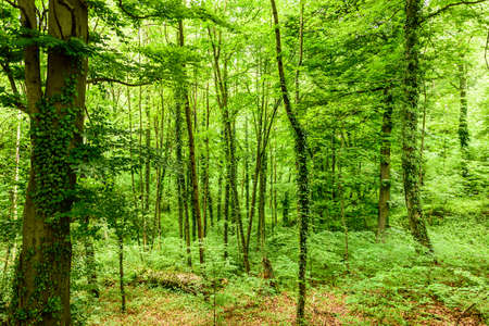 Fresh green Forrest meadow and blooming flowers springtime. Salzburg, Austriaの写真素材