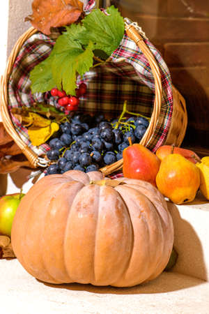 Fresh Grapes, pears and pumpkin. Autumn seasonal fruits harvestの写真素材
