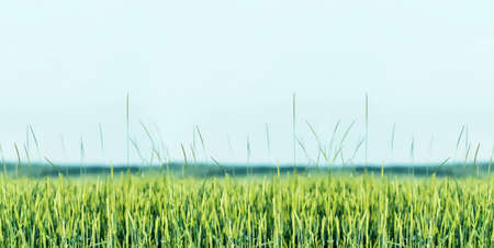 Green Wheat ears at Springtime background illustrationの写真素材