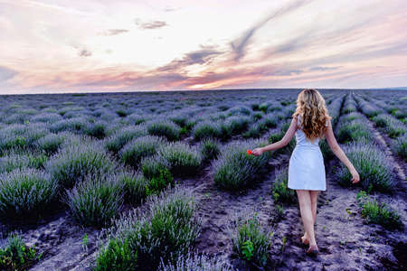 A girl in white dress in the lavender field. Wide view photo from behindの写真素材