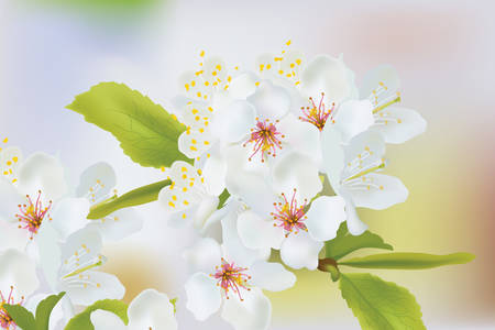 Spring blossom flowers branch. Spring delicate flowers background. Place for text. Vector illustrationのイラスト素材