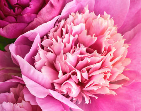 Peony flowers bouquet. Springtime fresh natural compositionの写真素材