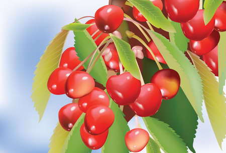 Fresh cherry branch with leaves. Vector illustrationのイラスト素材