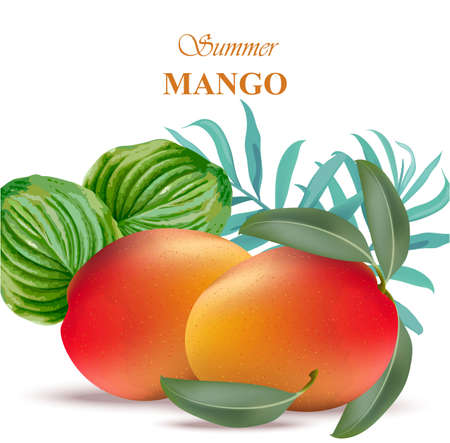 Mango fruit with green leaves Vector illustrationのイラスト素材
