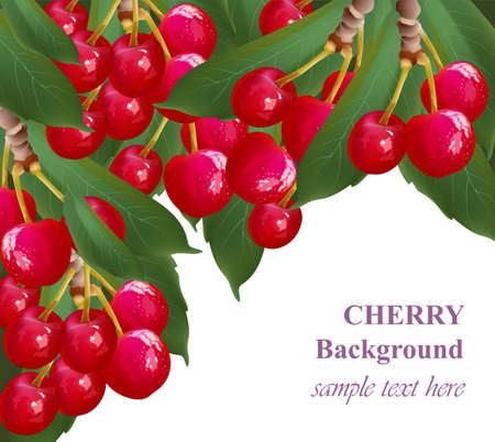 Cherry fruits background growing branches Vectorのイラスト素材