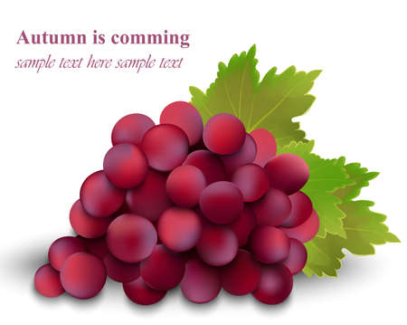 Autumn red cardinal grapesのイラスト素材