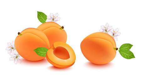 Realistic peach and flower blossom Vector illustration. Fresh fruits on white background.のイラスト素材