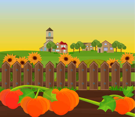 Pumpkin harvest garden.のイラスト素材