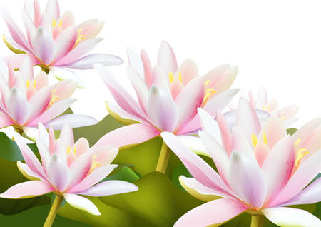 Water lily flowers pattern.のイラスト素材