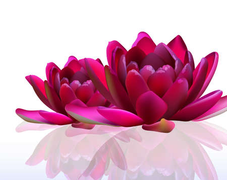 Water lily flowers isolated on white Vector illustrationのイラスト素材