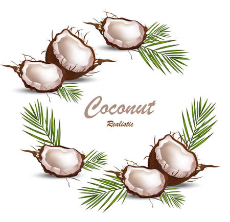 Fresh coconut tropic fruit Realistic Vector card illustrationのイラスト素材