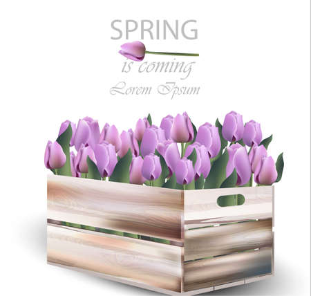 Tulip flowers box Vector illustration. Spring Realistic cards backgroundのイラスト素材