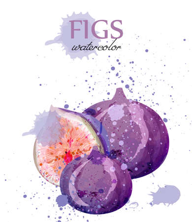 Fig fruits watercolor Vector. Delicious colorful isolated designsの写真素材