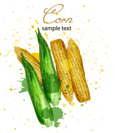 Corn watercolor Vector. Delicious colorful design isolatedのイラスト素材