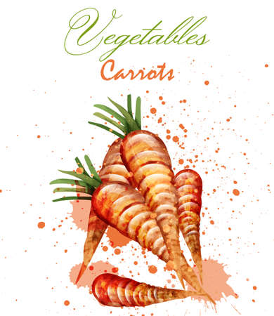 Watercolor carrots Vector. Delicious design with colorful paint stainsのイラスト素材