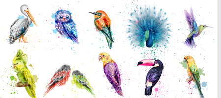 Watercolor birds set Vector. Peacock, owl, pelican, parrot and humming birds collectionのイラスト素材