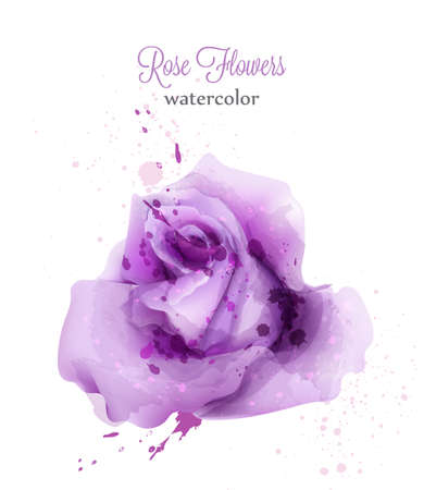 Watercolor violet rose isolated Vector card. Wedding invitation or save the date template. Beautiful backgroundのイラスト素材