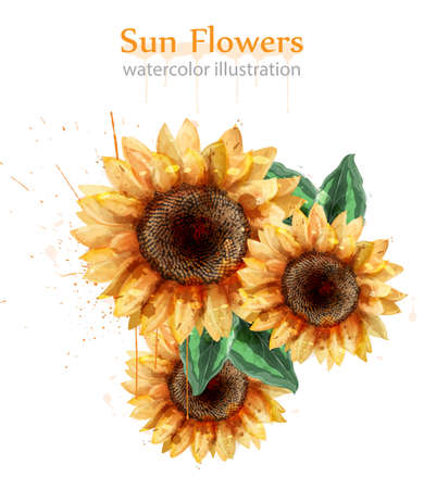 Sunflowers watercolor style isolated on white Vector. Beautiful floral decor templateのイラスト素材