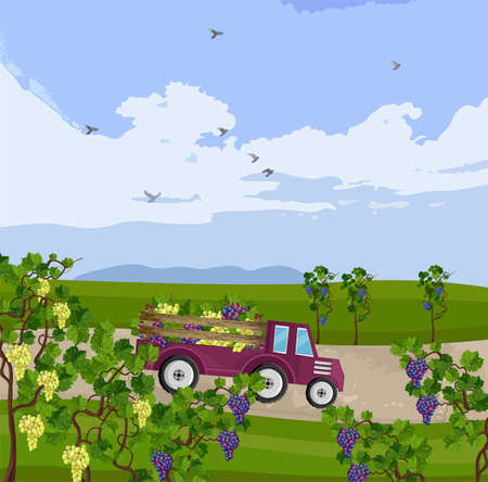 Truck with grapes harvest Vector. Vineyard fields autumn season illustrationのイラスト素材