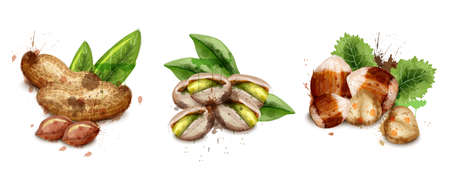 Nuts set watercolor Vector. Pistachio, hazelnut and peanuts illustrationのイラスト素材