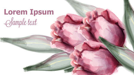 Pink tulip flowers  watercolor. Spring summer decoration illustrationsのイラスト素材