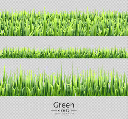 Green grass set collection isolated Vector realistic. Transparent backgroundのイラスト素材