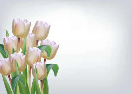 White tulip flowers on isolated Vector realistic banner templateのイラスト素材