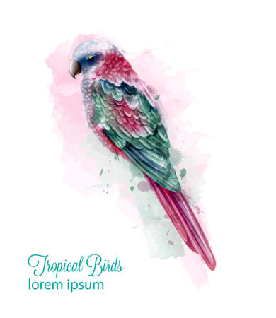 Tropic colorful parrot bird Vector watercolor. Cute bird illustration. blue colors splashのイラスト素材