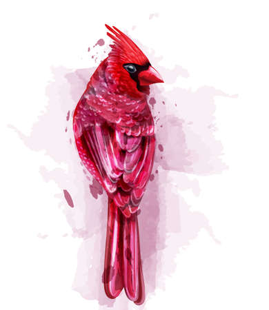 Cardinal red bird watercolor Vector. isolated on white illustrationのイラスト素材
