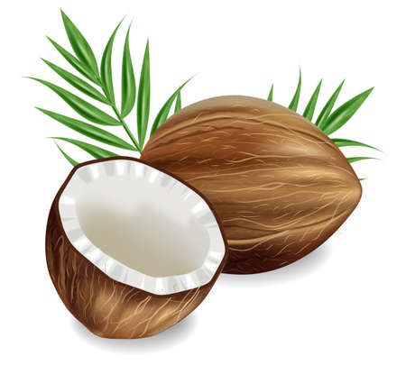 Coconuts Vector realistic. template tropic exotic background. detailed 3d illustrationのイラスト素材