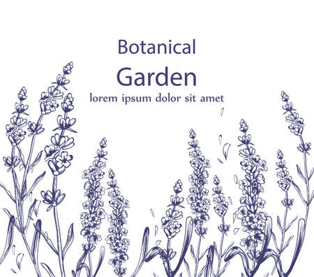 Lavender card Vector vintage line art. Provence floral decor hand drawn. Summer wedding ceremony delicate postersのイラスト素材
