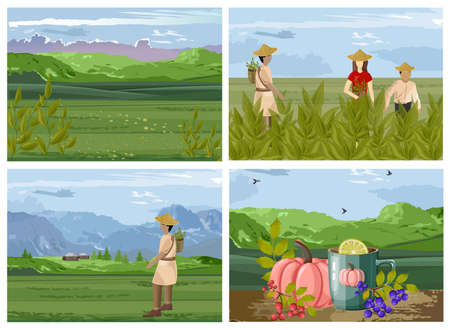 Set of organic tea harvesting processのイラスト素材
