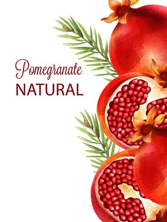 Natural red half sliced pomegranate with fir leavesのイラスト素材