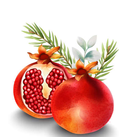 Natural red half sliced pomegranate with fir leaves on backgroundのイラスト素材