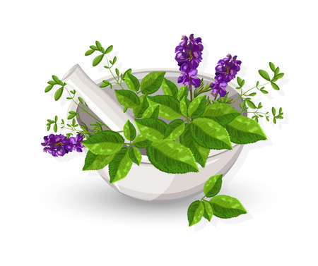 White mill bowl with eucalyptus leaves and lavender flowersのイラスト素材